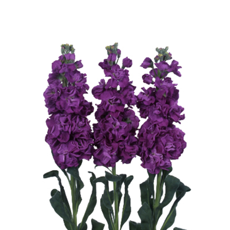 MATTHIOLA incana IRON PURPLE - Muller Seeds
