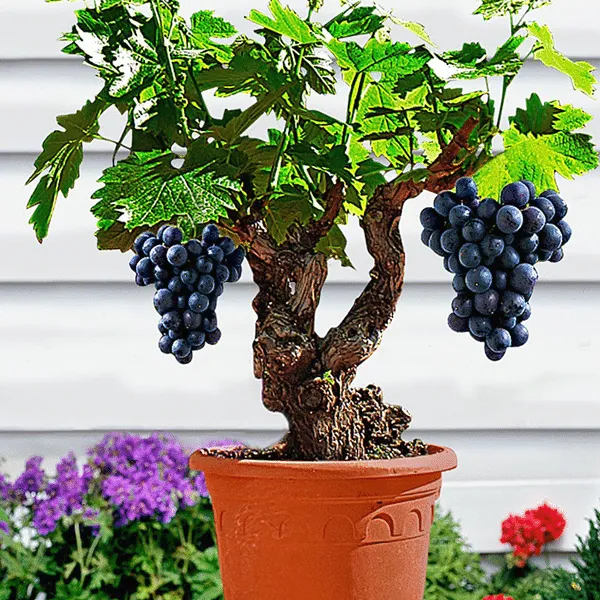 🎉Hot Sale-Miniature Grape Vine Seeds🍇