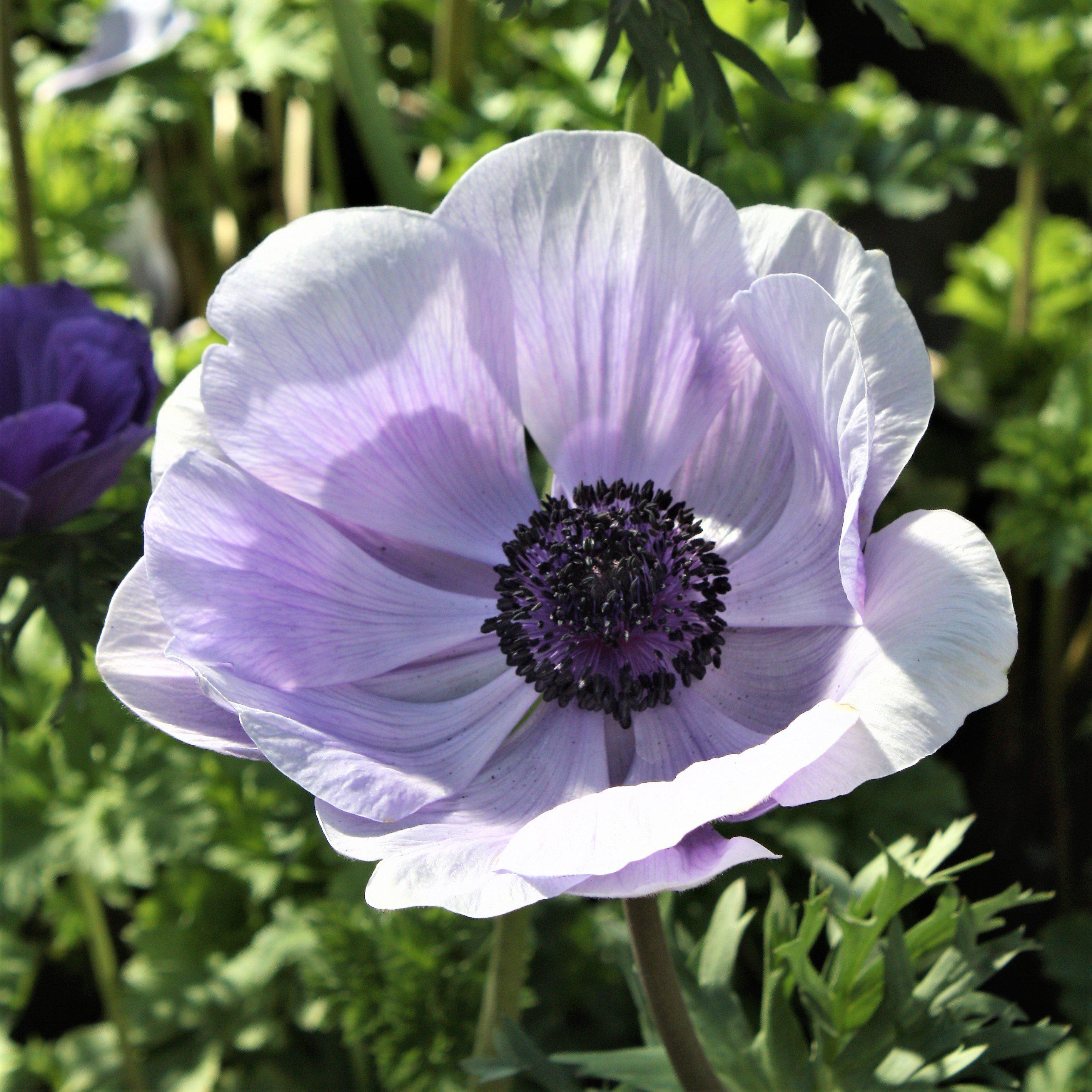 Lavender Italian Anemone Bulbs For Sale | Mistral Plus Azzurro &ndash; Easy To  Grow Bulbs