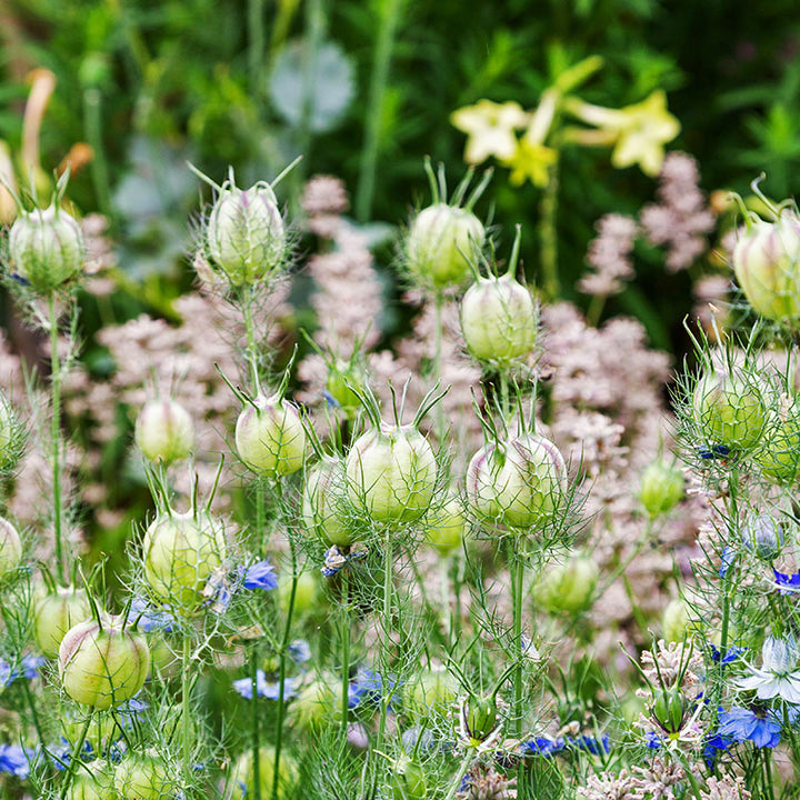 Nigella damascena 'Miss Jekyll' Seeds