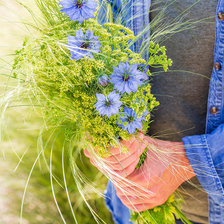 Nigella damascena 'Miss Jekyll' Seeds