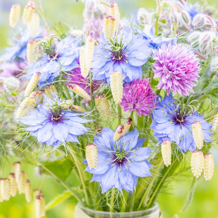 Nigella damascena 'Miss Jekyll' Seeds