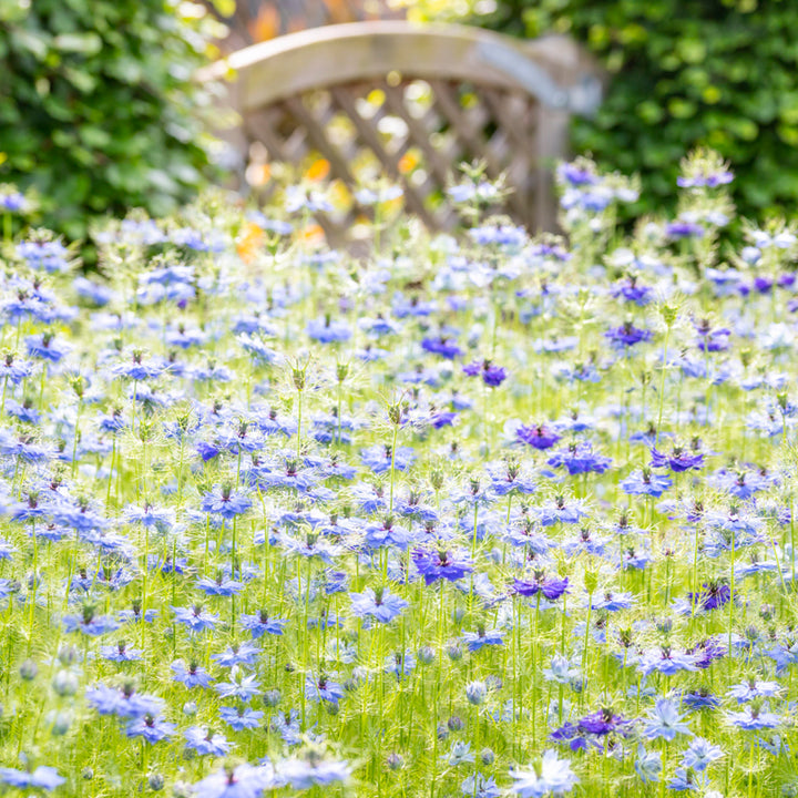 Nigella damascena 'Miss Jekyll' Seeds