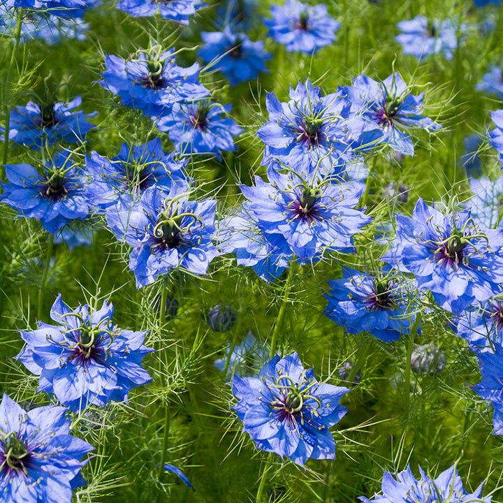 Nigella damascena 'Miss Jekyll' Seeds