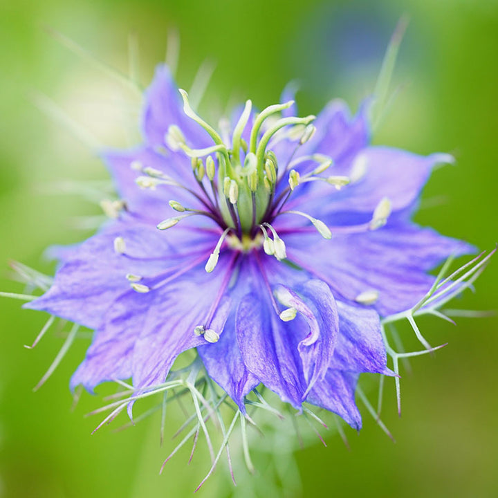 Nigella damascena 'Persian Jewels' Seeds