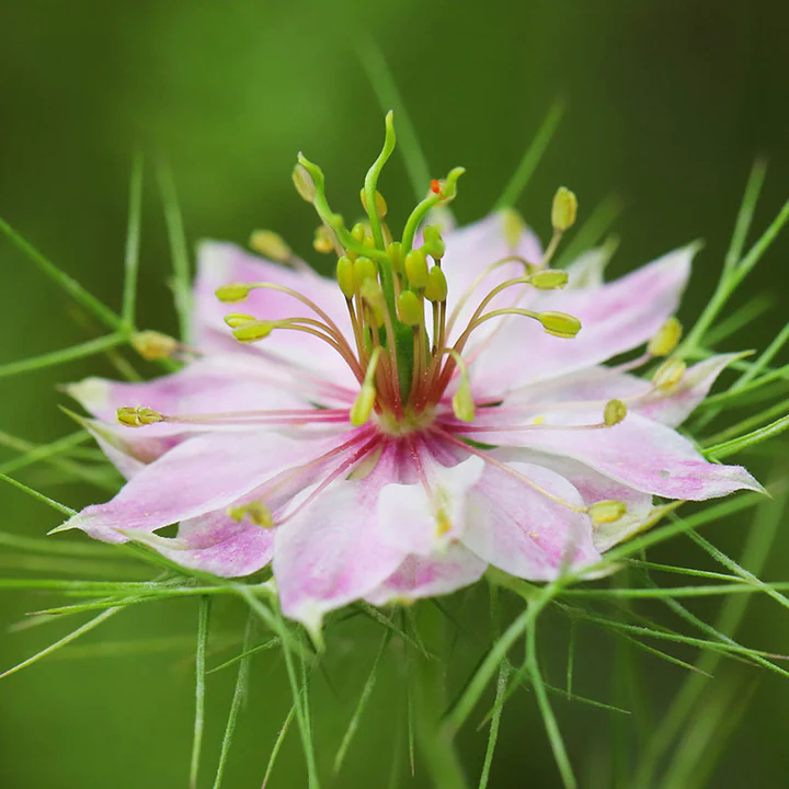 Nigella damascena 'Persian Jewels' Seeds