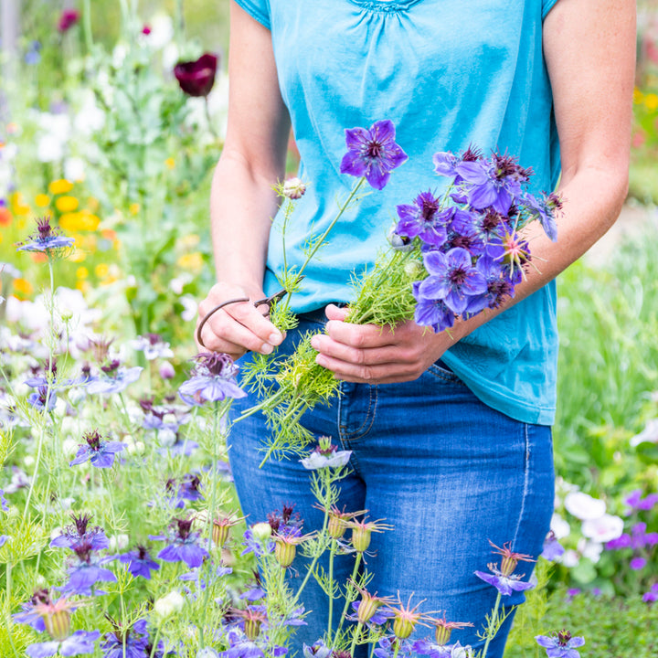 Nigella hispanica Seeds