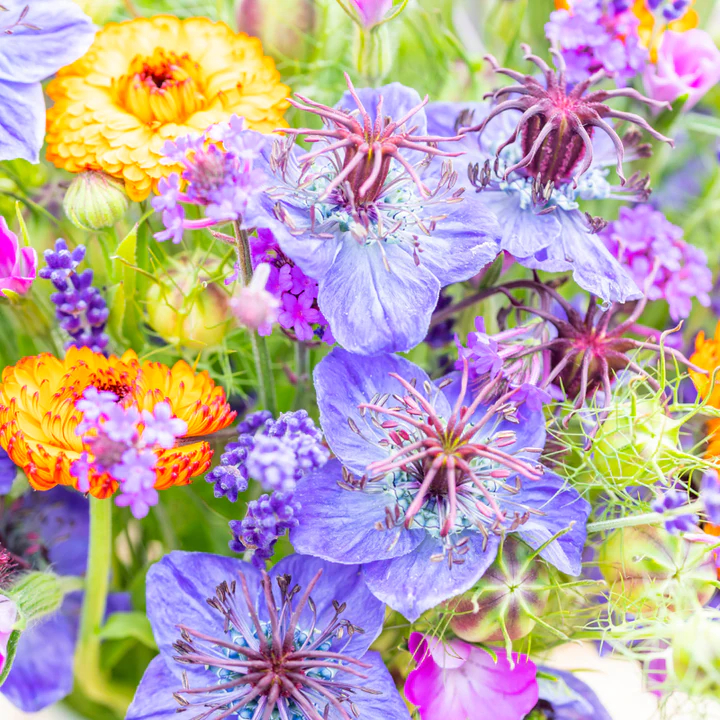 Nigella hispanica Seeds