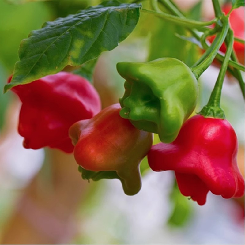 🥳Cute Hat👒-🎐Chili Pepper Seeds🌶️