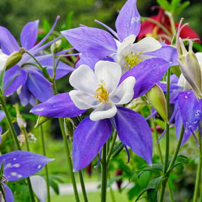 🎇🥳Hot Sale-McKana Giants Mix Columbine Seeds🌼