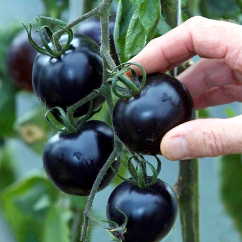 黑番茄种子苗西黑柿黑钻种籽孑盆栽四季小西红柿蔬菜圣女果秧苗春