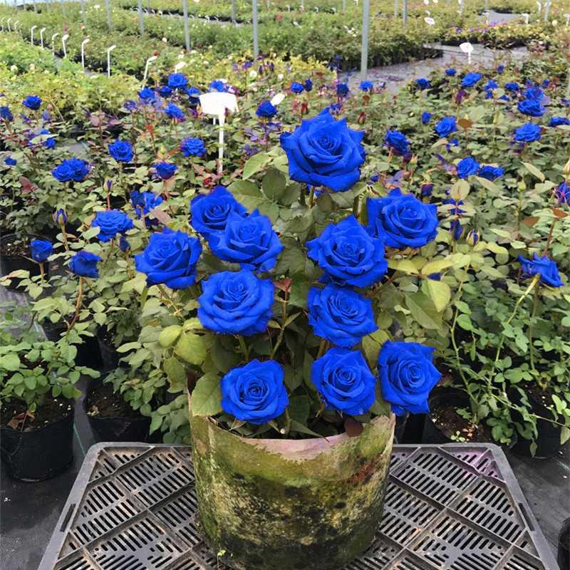 Rose seedlings blue rose old pile old root four seasons demon rose seedlings planted indoor extra large flowers - Taobao