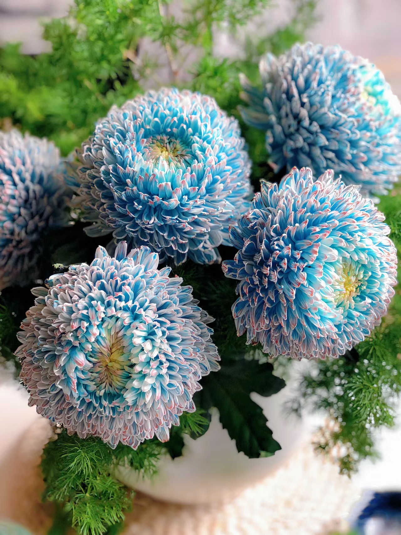 Peony Chrysanthemum Seeds