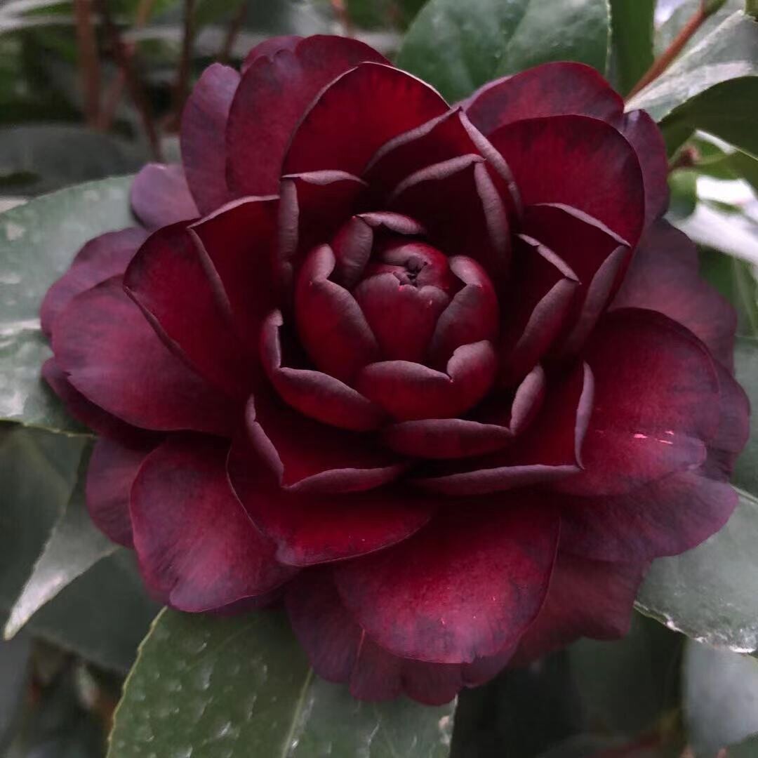 福建新品种茶花墨川茶花盆栽树苗黑红色山茶花盆栽庭院阳台客厅花-Taobao