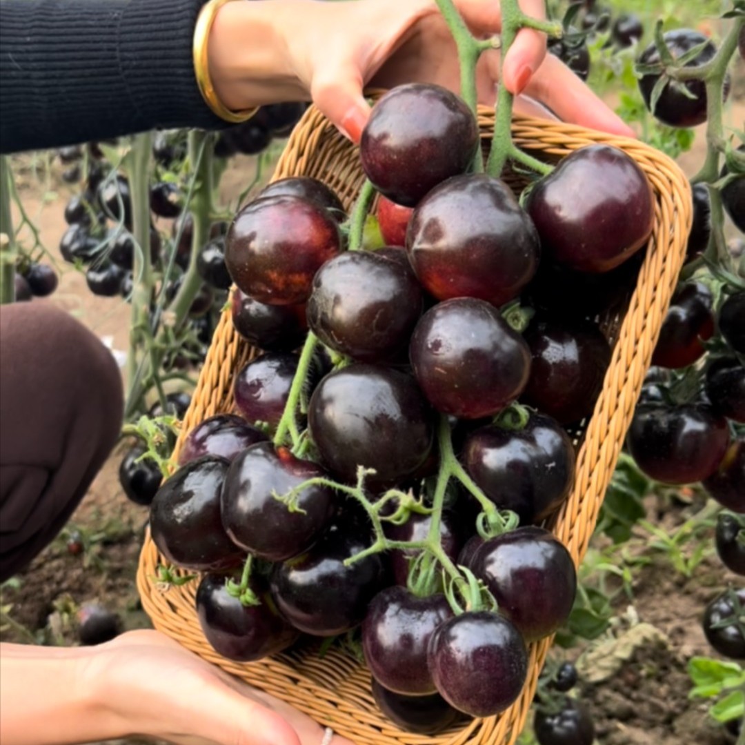 🍬Sugar Bomb-💎Dark Purple Diamond Tomato Seeds🍅