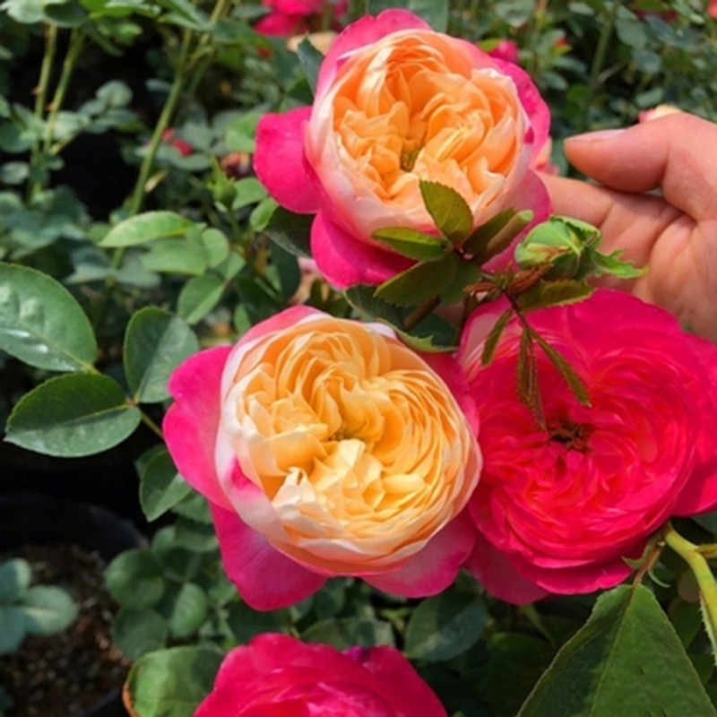 👸Princess's Skirt👗-Two-Color Rose Seeds🌹