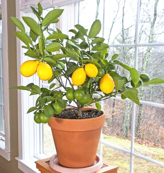网红香水柠檬树盆栽柠檬树苗可食用果树苗室内阳台好养活花卉绿植_虎窝淘