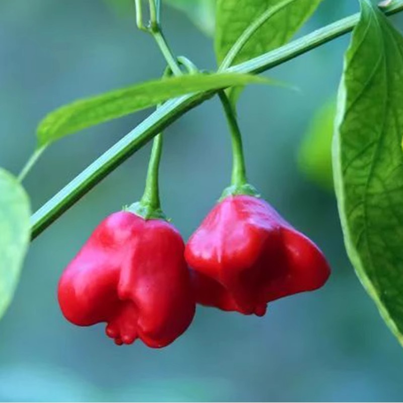 🥳Cute Hat👒-🎐Chili Pepper Seeds🌶️