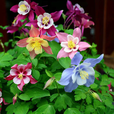 🎇🥳Hot Sale-McKana Giants Mix Columbine Seeds🌼
