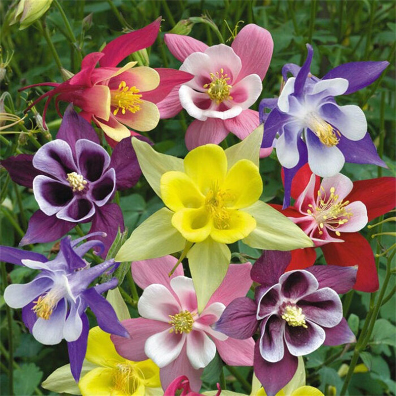 🎇🥳Hot Sale-McKana Giants Mix Columbine Seeds🌼