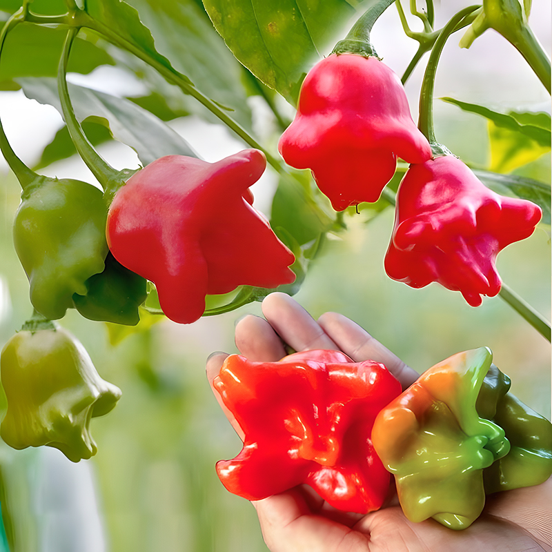 🥳Cute Hat👒-🎐Chili Pepper Seeds🌶️
