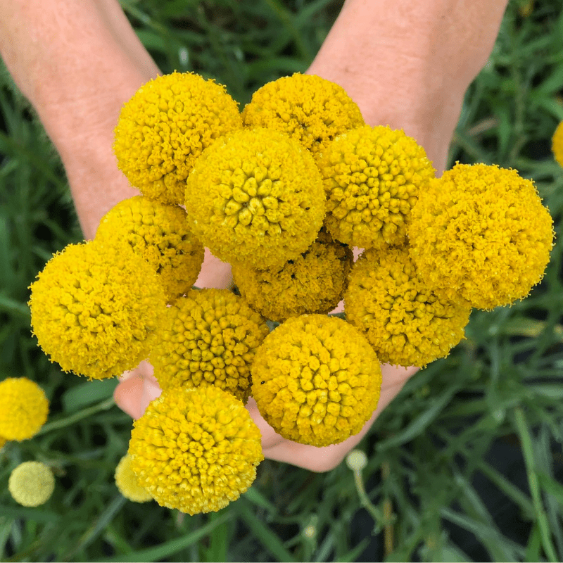 Craspedia flower - 50 Seeds - Non GMO