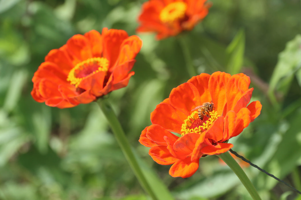 Oriole Zinnia — Annapolis Seeds