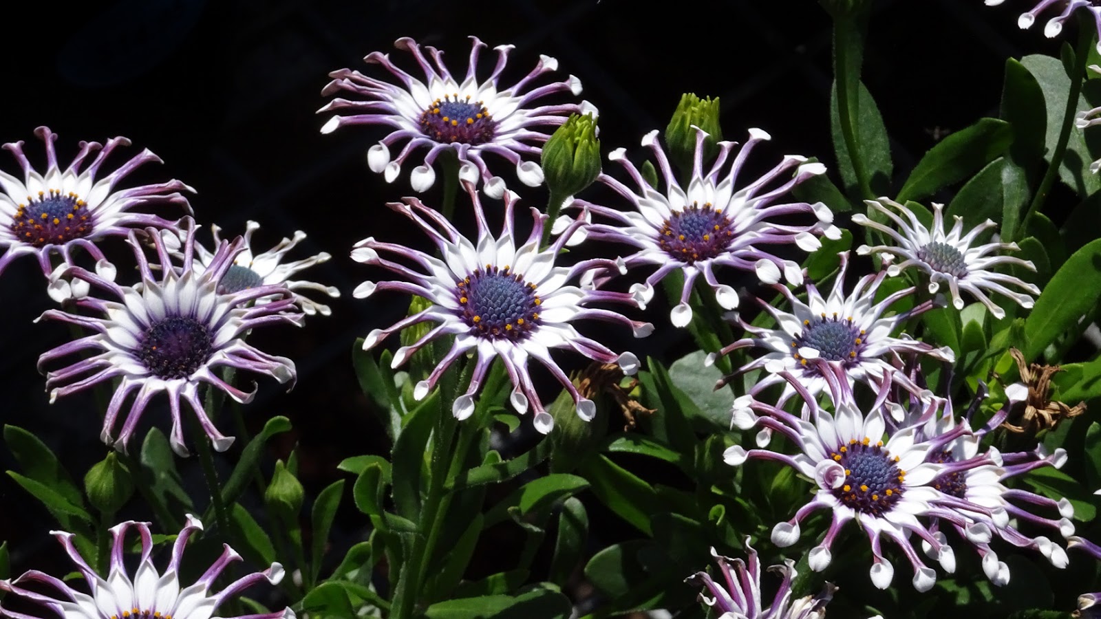 NixPages: OSTEOSPERMUM 'WHIRLIGIG"