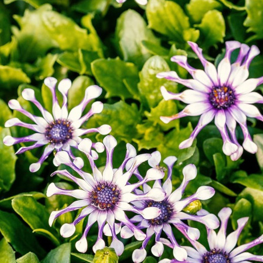 👾🌼Osteospermum 'margarita White Spoon' Seeds