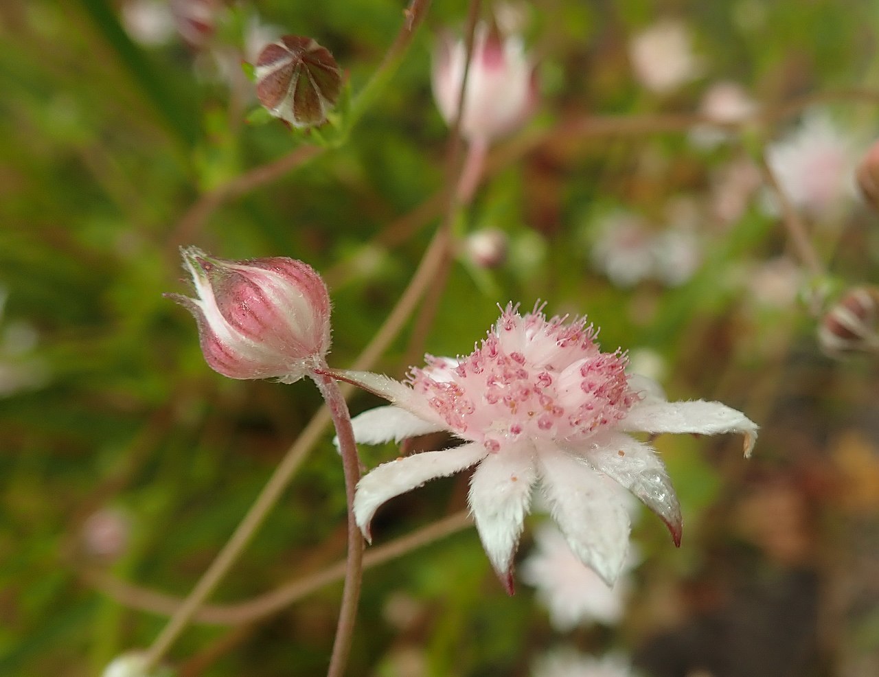 Pink Flannel Flower