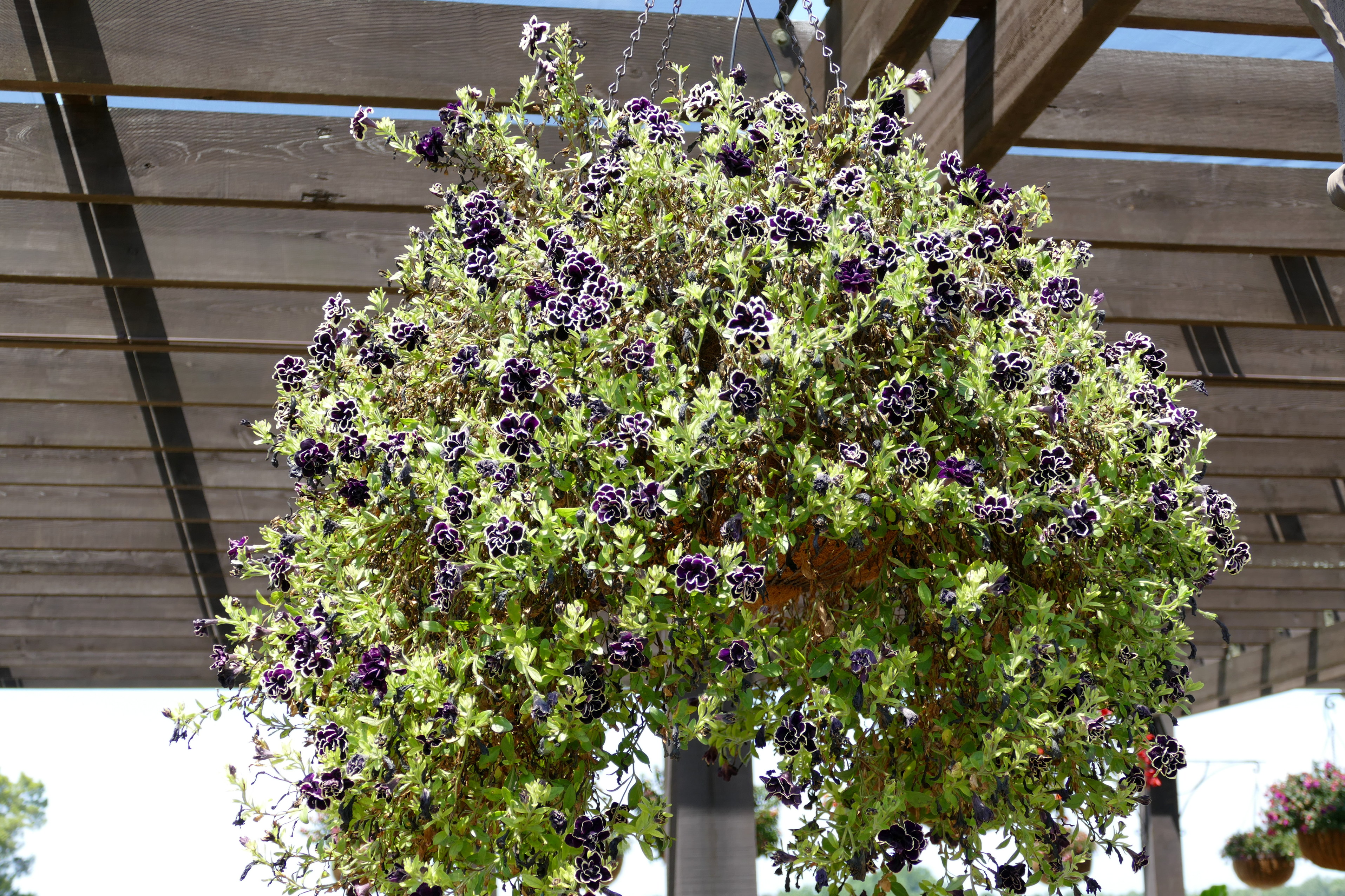 Trial Garden - Young's Plant Farm