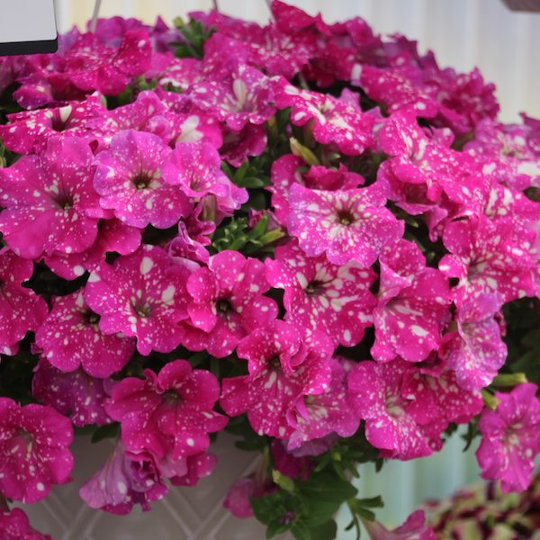 🔥🥰New for Spring🌟Night Sky Petunia