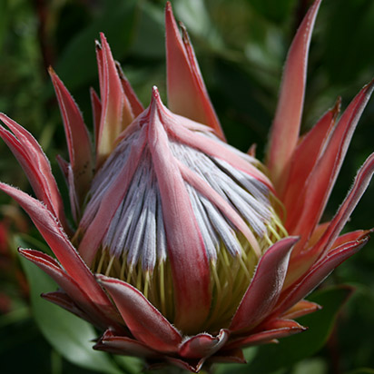 Protea mini king