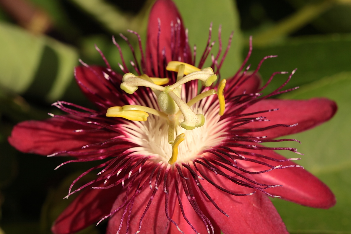 File:Red Passion Flower (3905822489).jpg - Wikimedia Commons