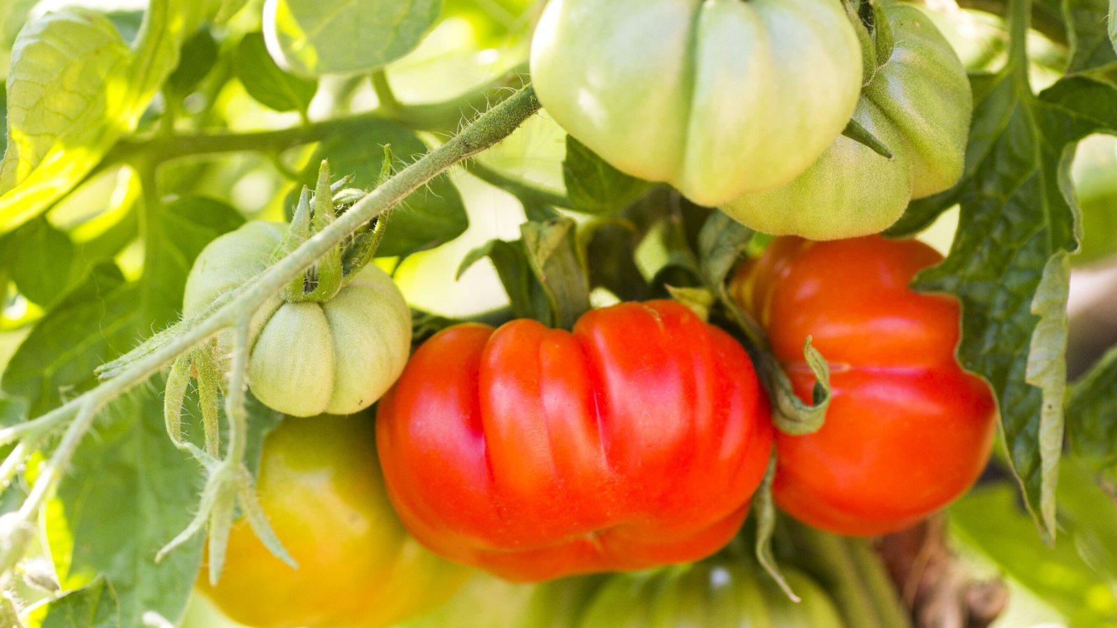 How to Plant, Grow, and Care for Beefsteak Tomatoes