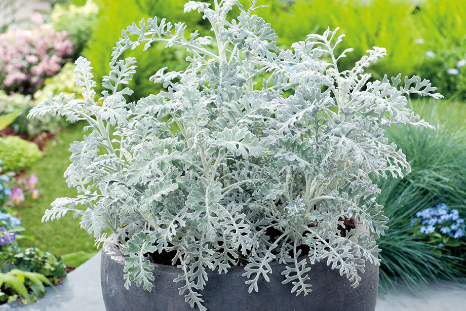 Senecio | HortWeek