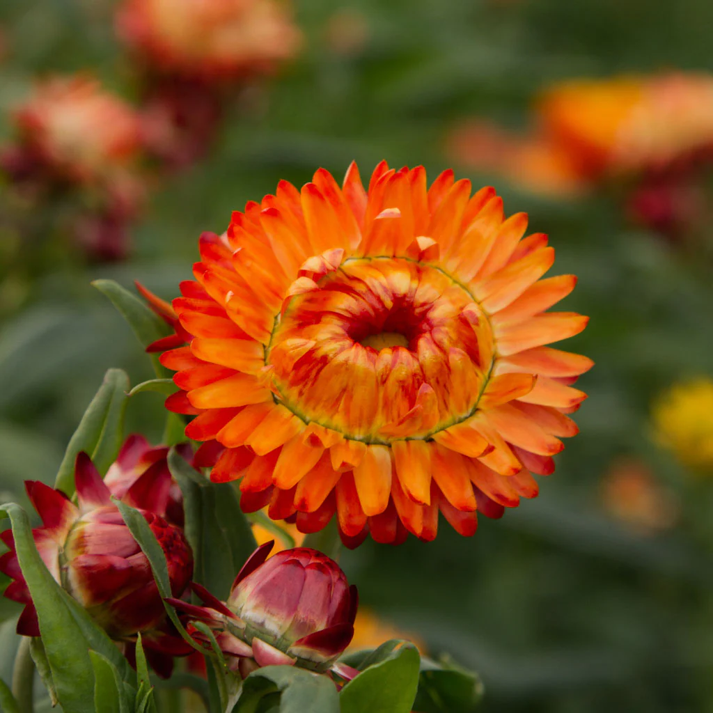🌞Spring Limited🧡🧡Orange Flower Seed Mix