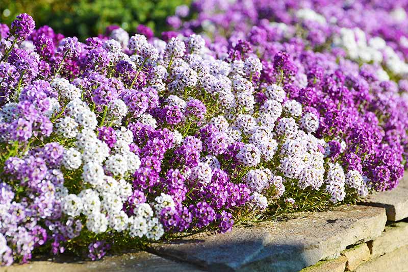 How to Grow Sweet Alyssum (Lobularia maritima) | Gardener's Path