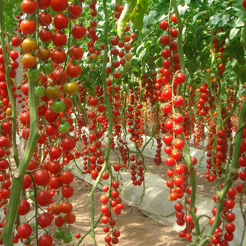 瀑布小番茄种子种籽孑圣女果西红柿大全四季盆栽蔬菜苗秧秧苗果苗-Taobao