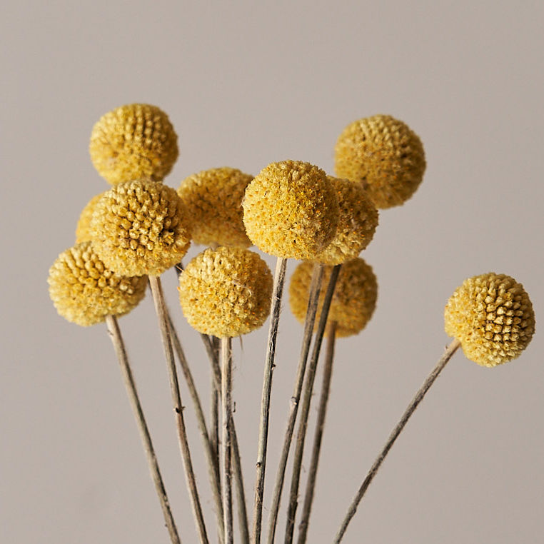 Craspedia flower - 50 Seeds - Non GMO