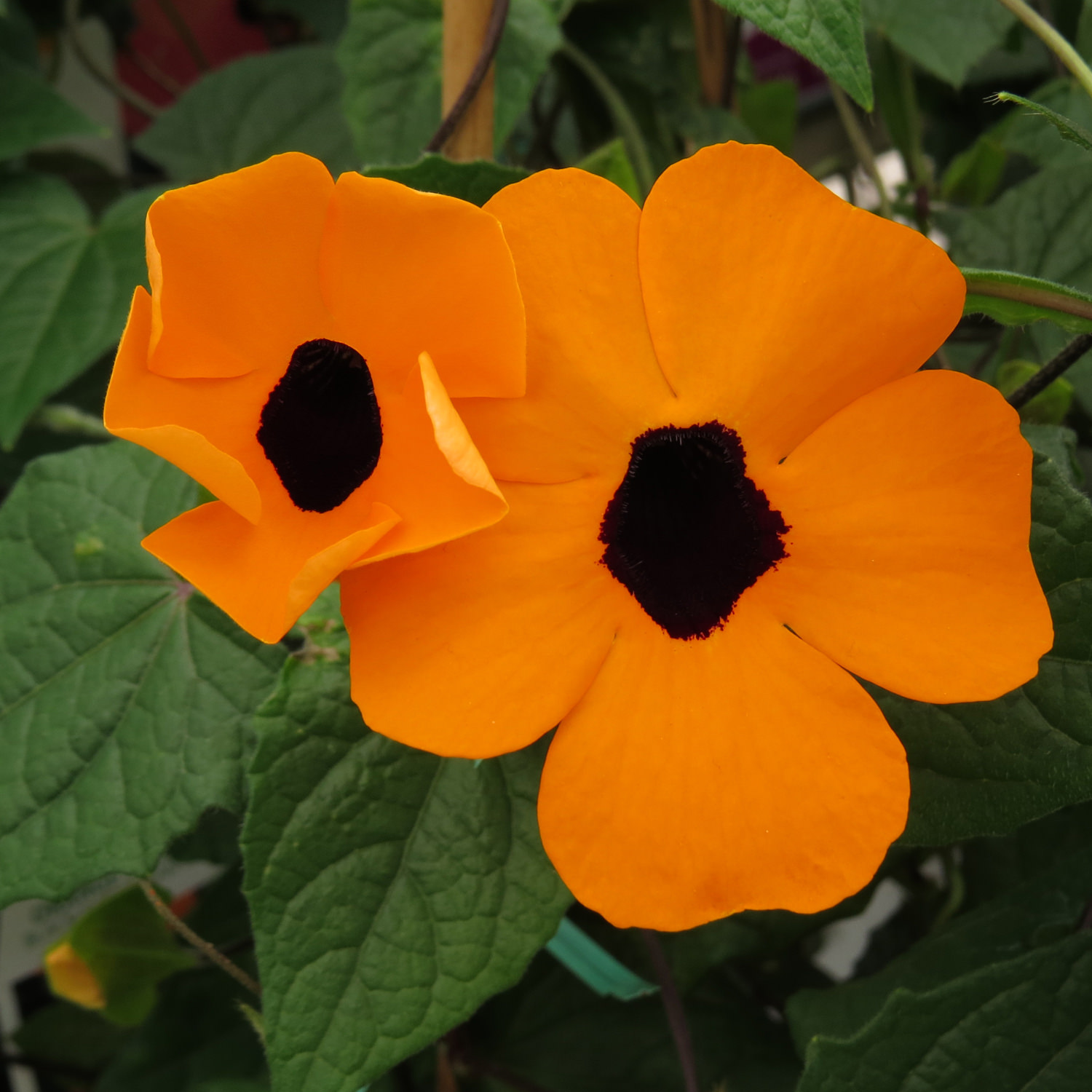 🌼✨Black Eyed Susan Vine Seeds