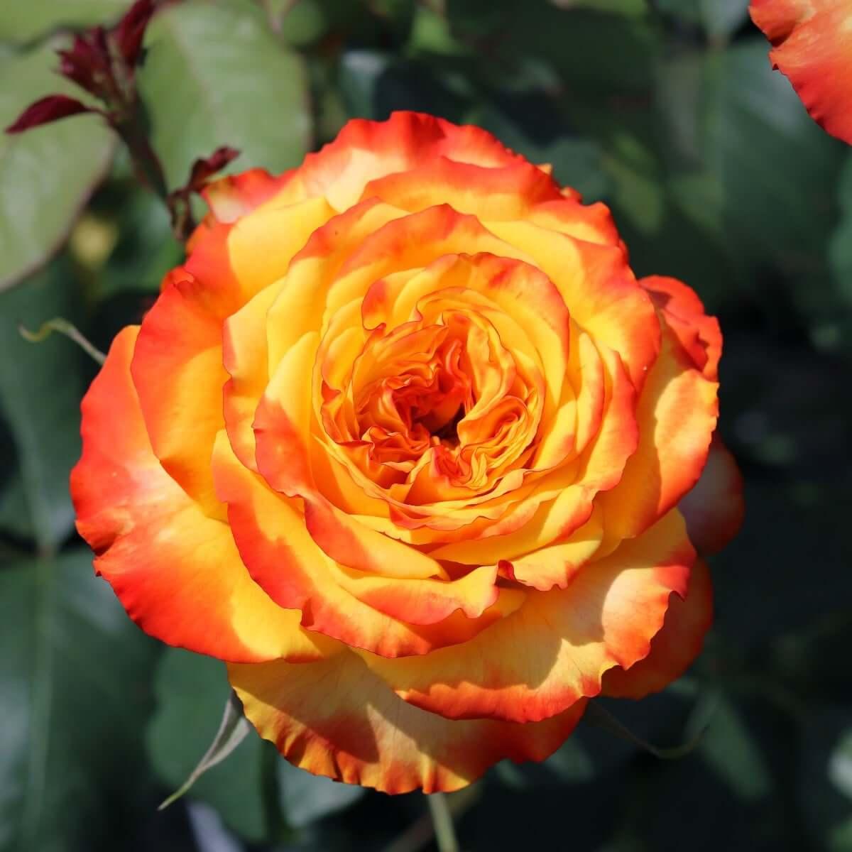 Tequila Sunrise |Hybrid Tea Rose |4ltr potted &ndash; Henry Street Nursery