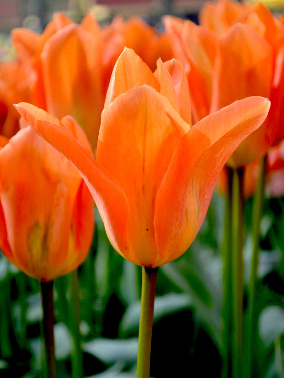 Orange Emperor Tulip Seeds