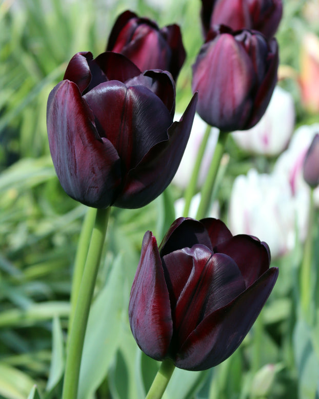 Black Hero Tulip Seeds