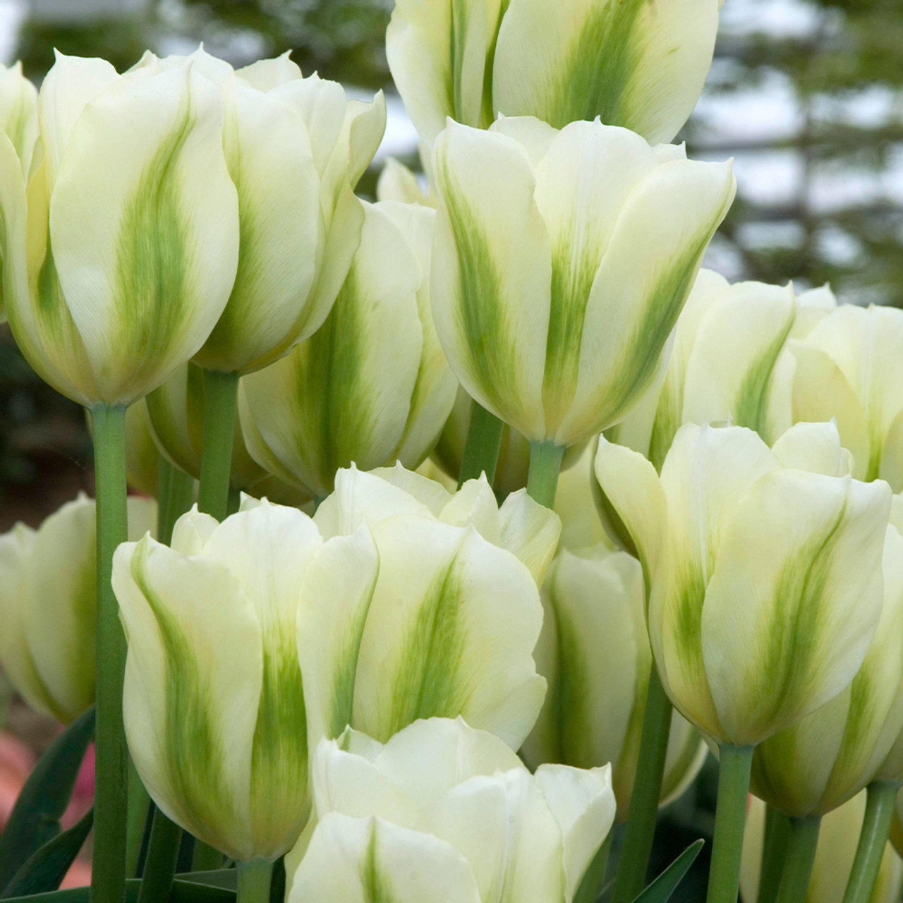 Spring Green Tulip Seeds