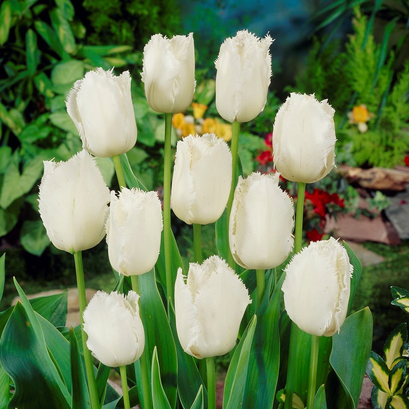 White Fringed Tulip Seeds