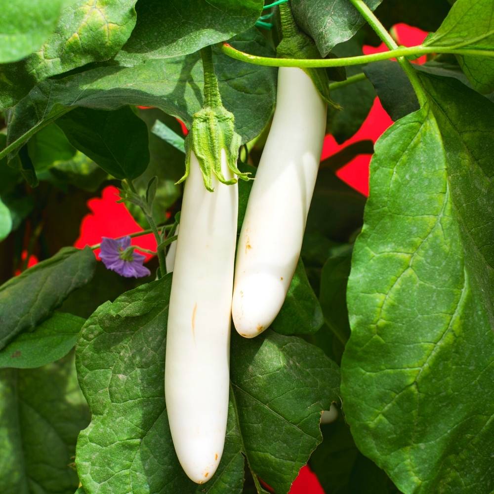 Buy Best Quality Brinjal F1 White Long Hybrid Seeds