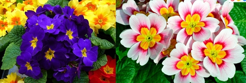 报春花】报春、迎春与长春花-花卉知识-北京市园林绿化局（首都绿化委员会办公室）