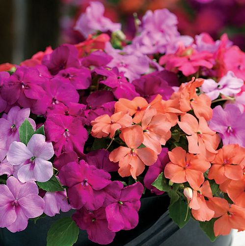 💥New for Spring🥰Colorful Mix Impatiens Seeds