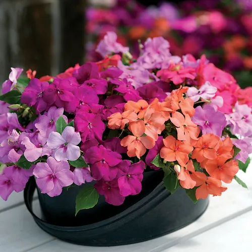💥New for Spring🥰Colorful Mix Impatiens Seeds